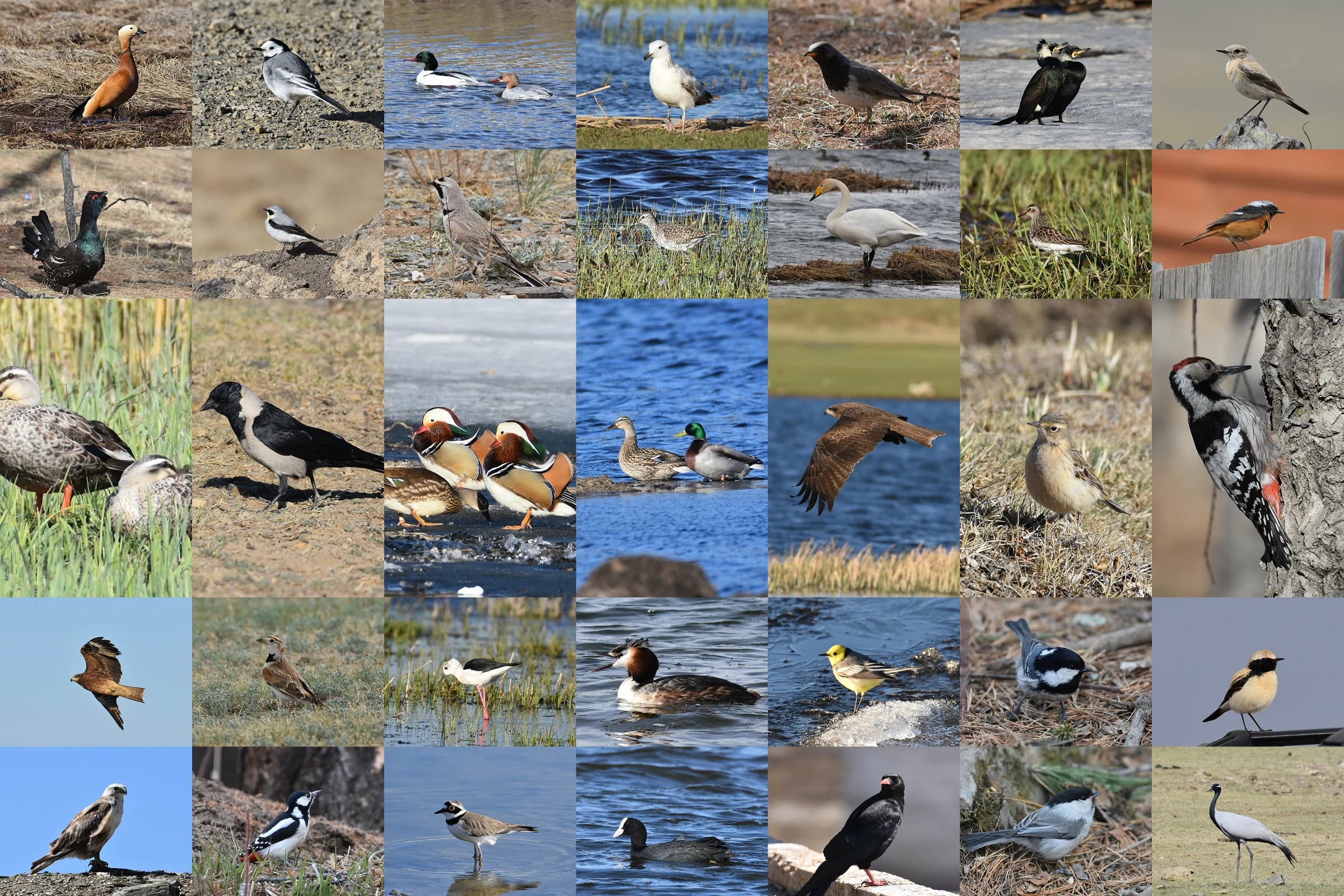 A field collection of Mongolia's resident and migratory bird species