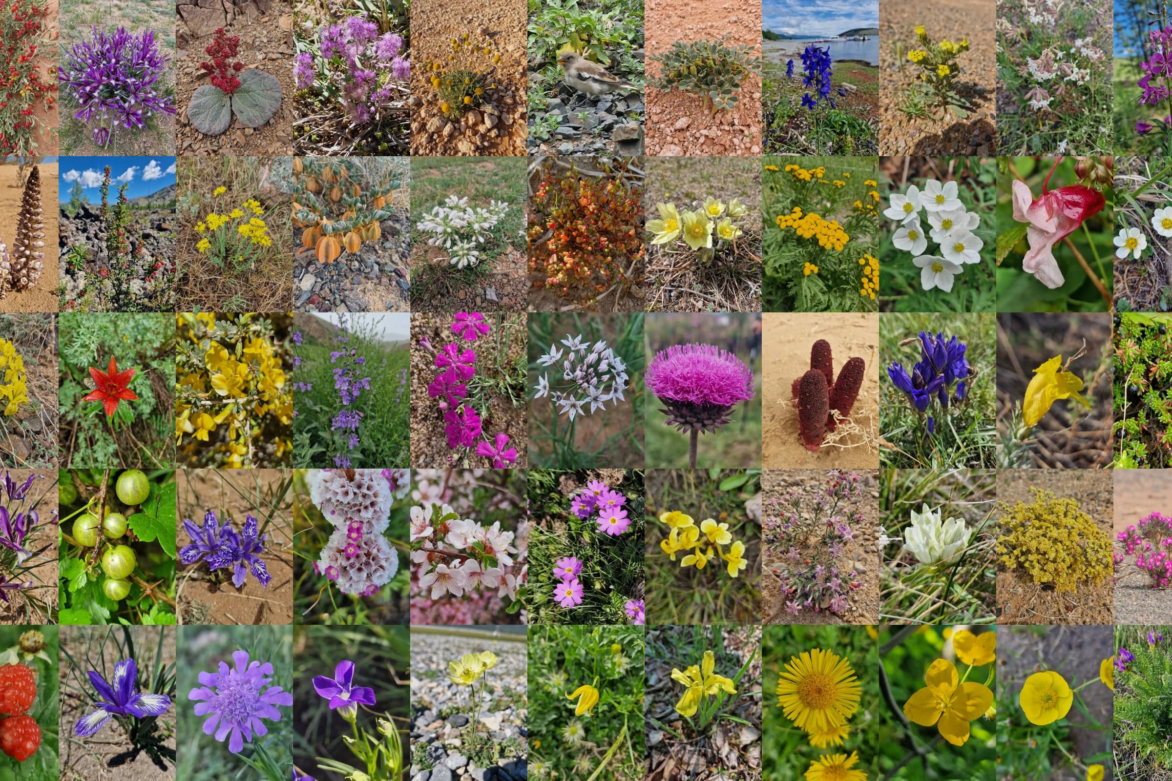 A field collection of Mongolia's diverse wildflowers and alpine plants