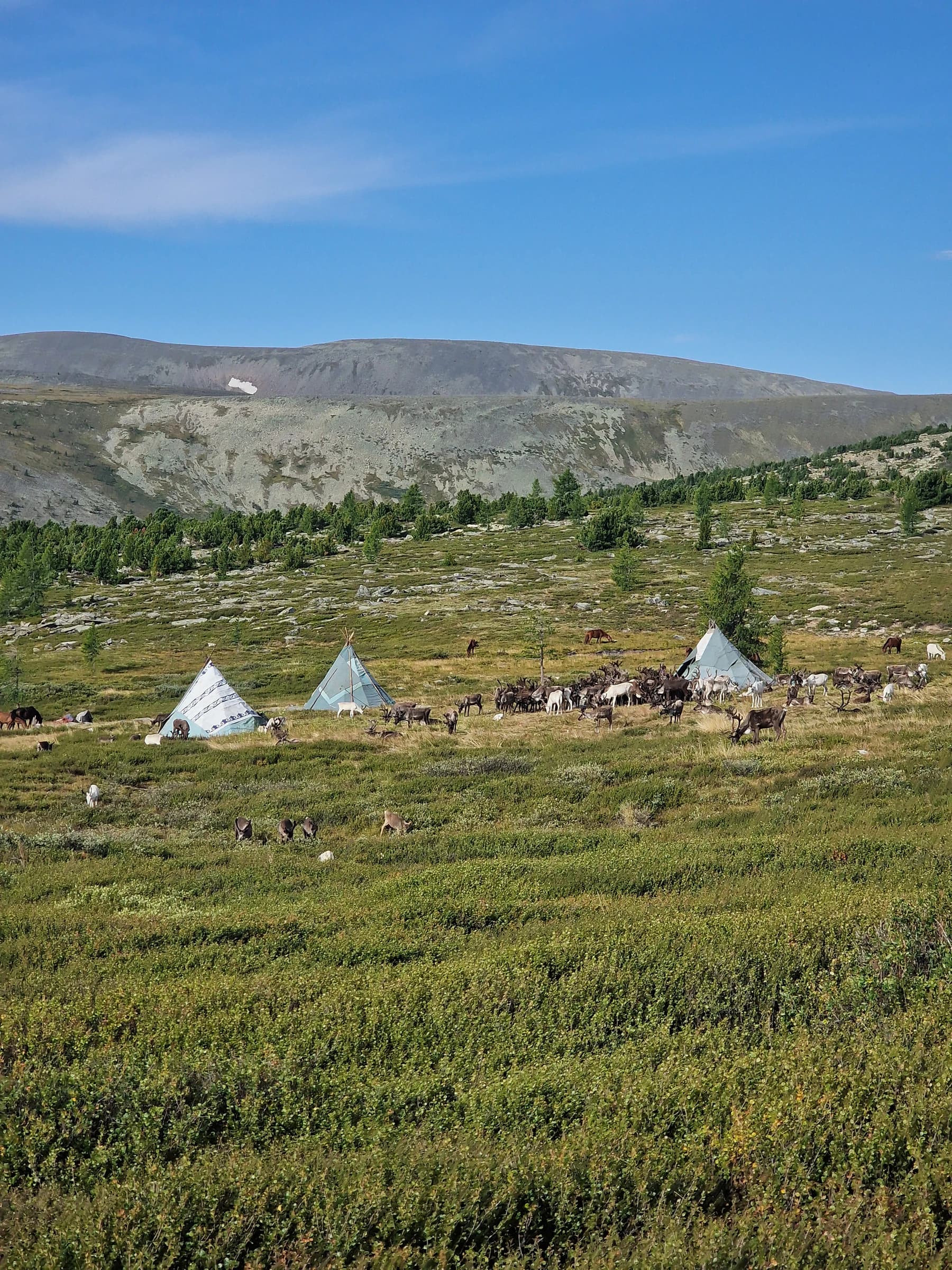 A Tsaatan reindeer camp in the northern Mongolian taiga