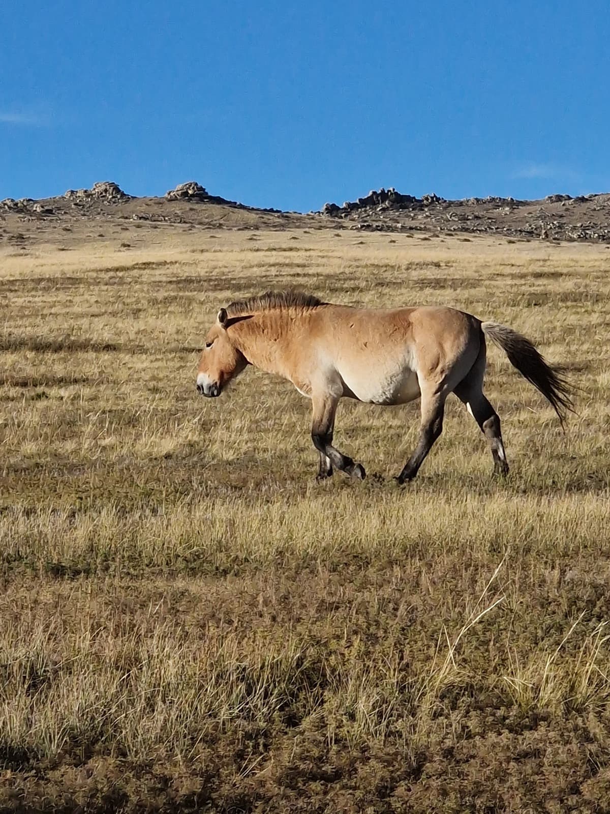Central Mongolia in four days photo 4