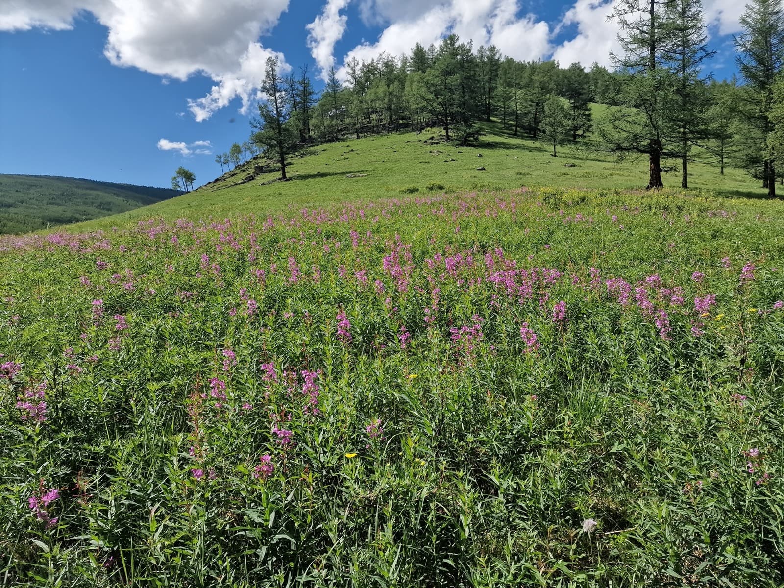Tsetsee Gun Peak hike photo 2