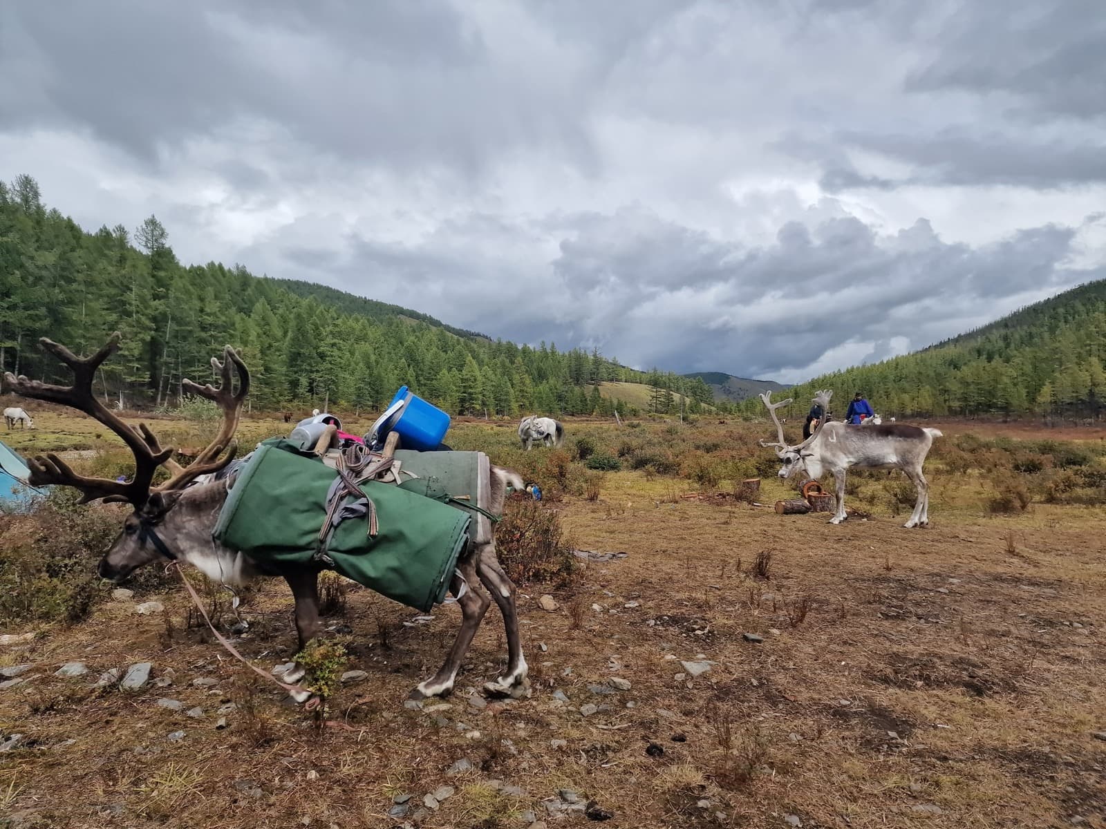 Tsaatan reindeer journey photo 2
