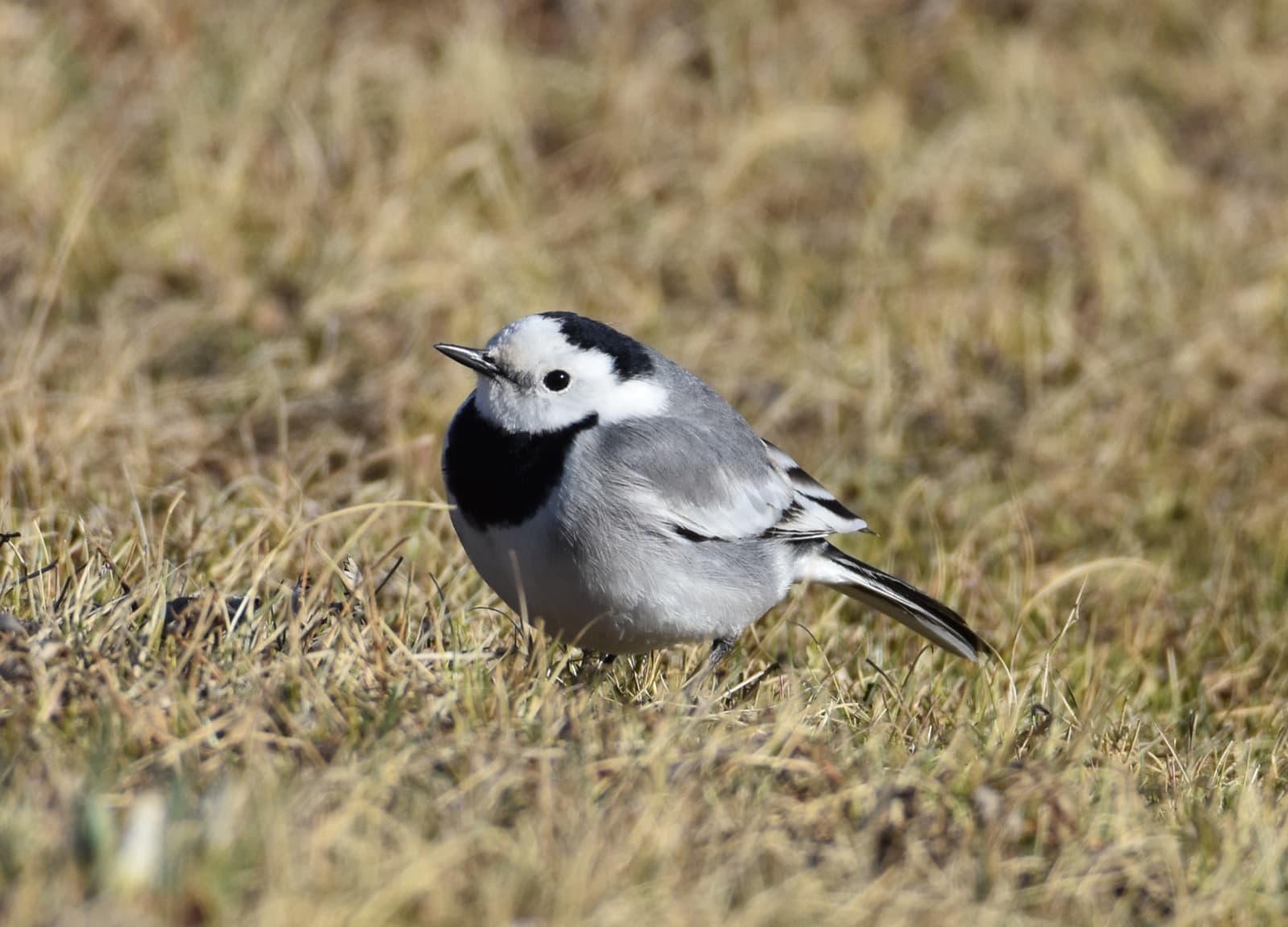 Northern Ulaanbaatar birding photo 4