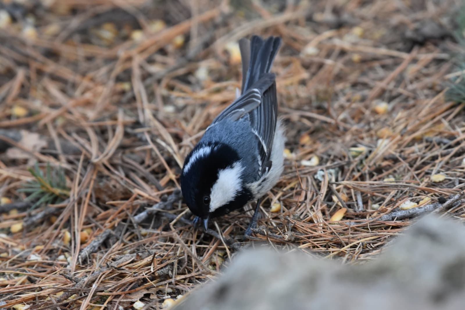 Northern Ulaanbaatar birding photo 5