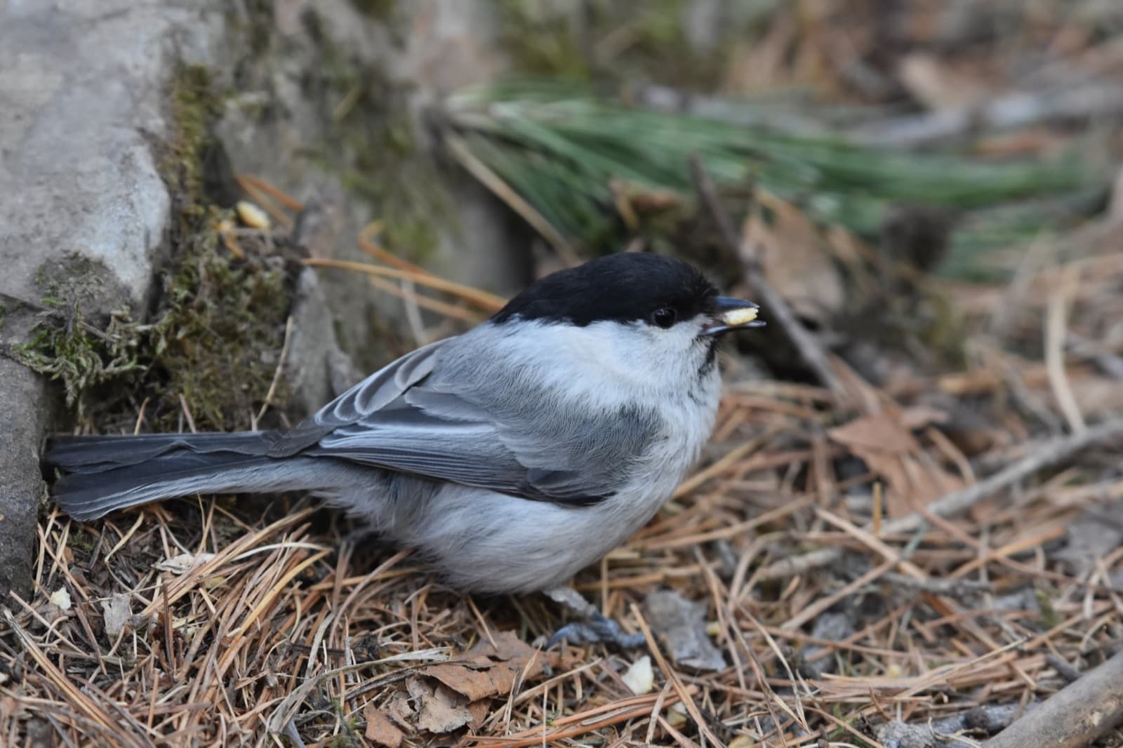 Northern Ulaanbaatar birding photo 6