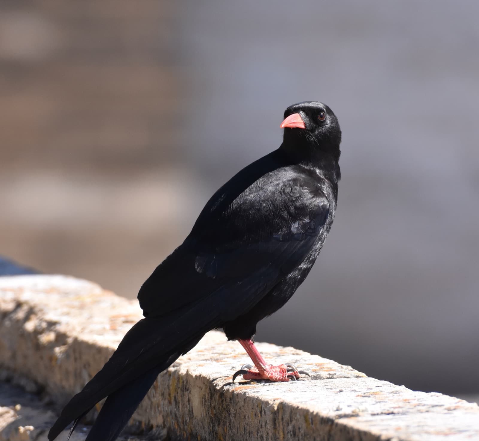 Northern Ulaanbaatar birding photo 7