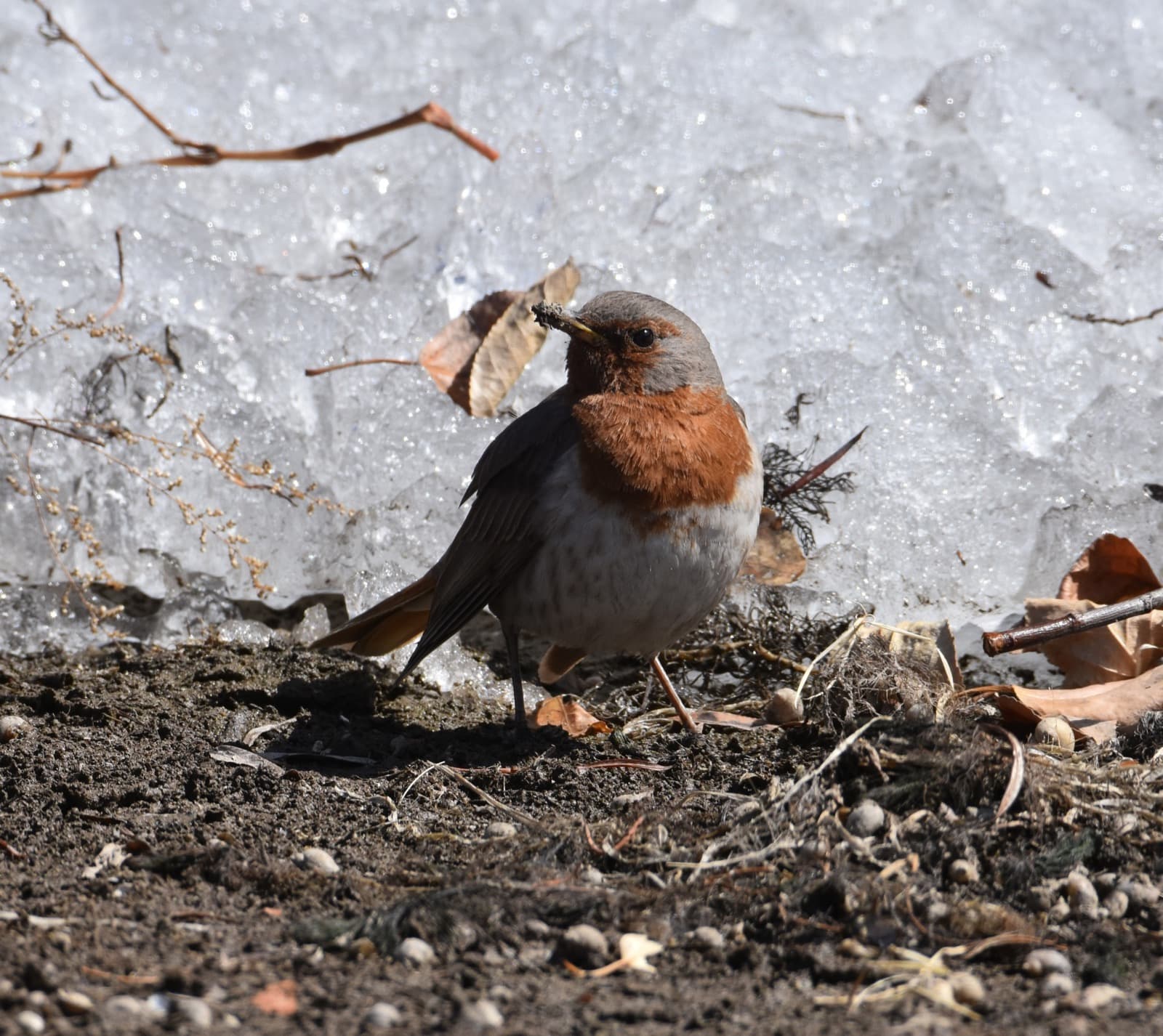 Northern Ulaanbaatar birding photo 8