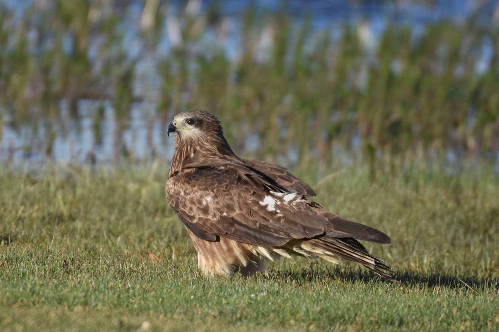 Ugii Lake birdwatching photo 4