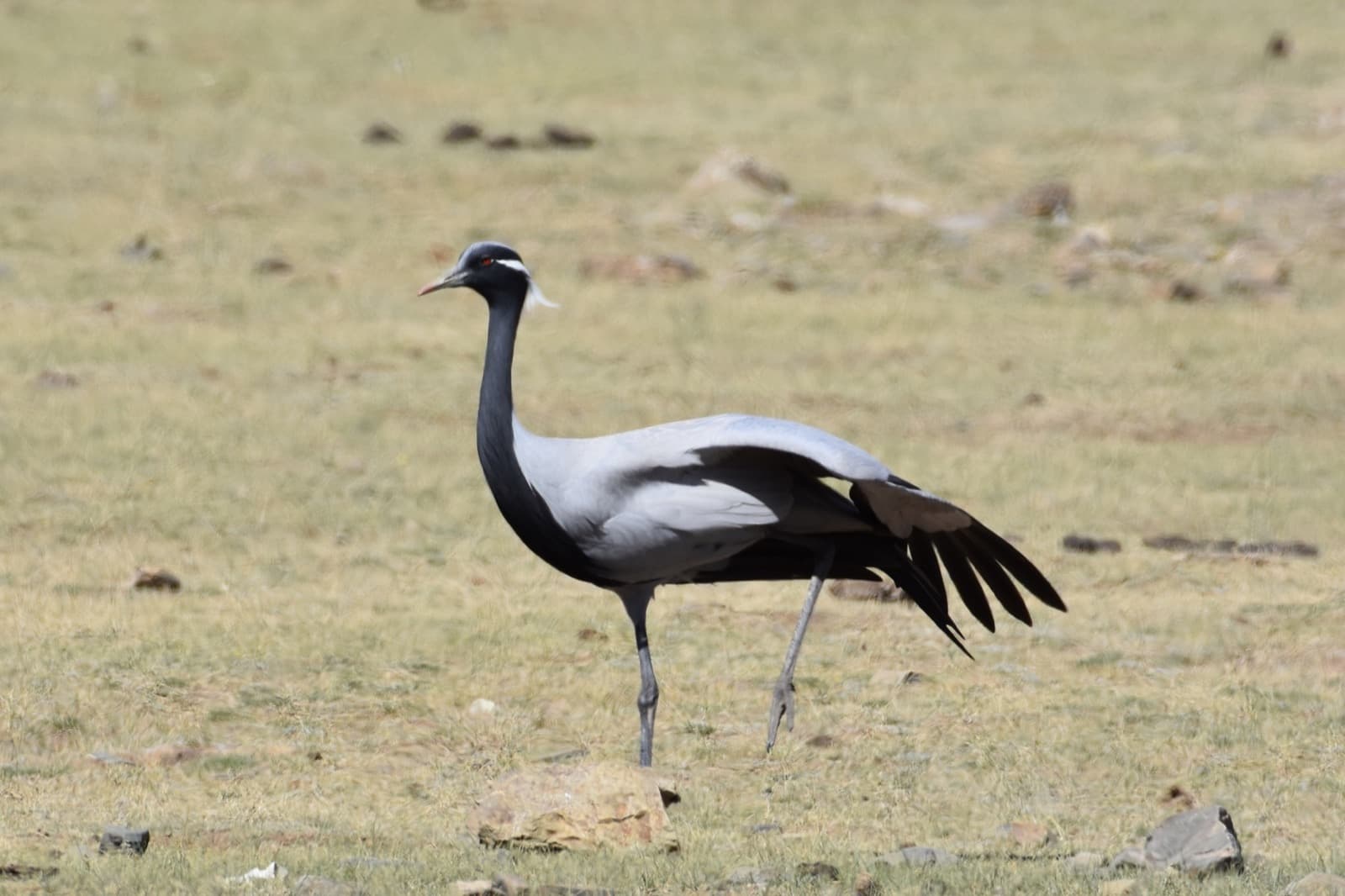 Ugii Lake birdwatching photo 5