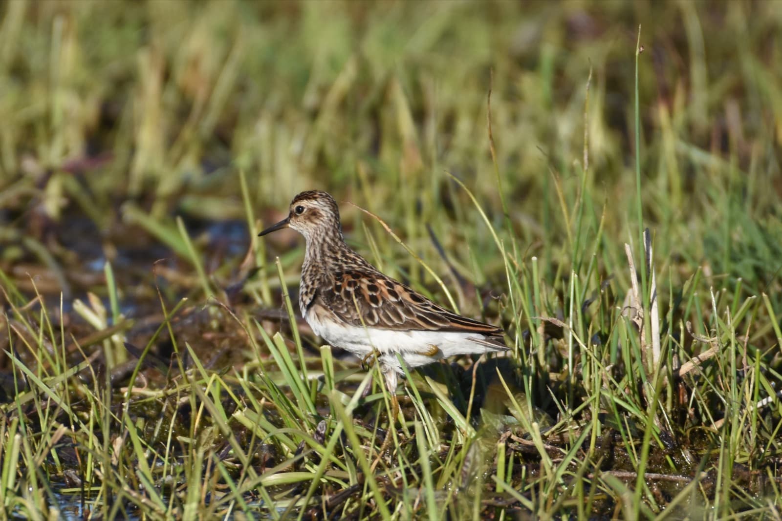 Ugii Lake birdwatching photo 6