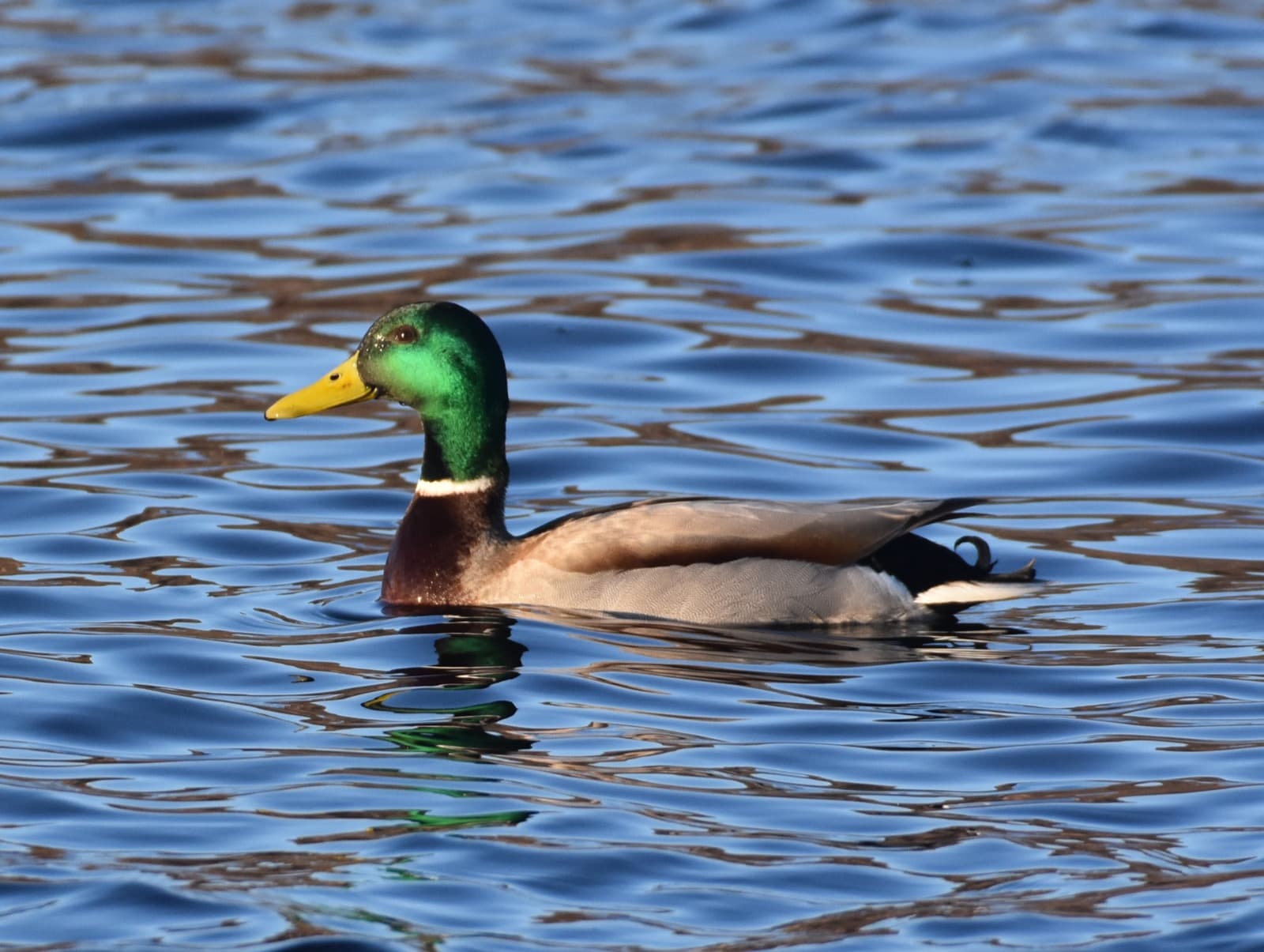 Ugii Lake birdwatching photo 7