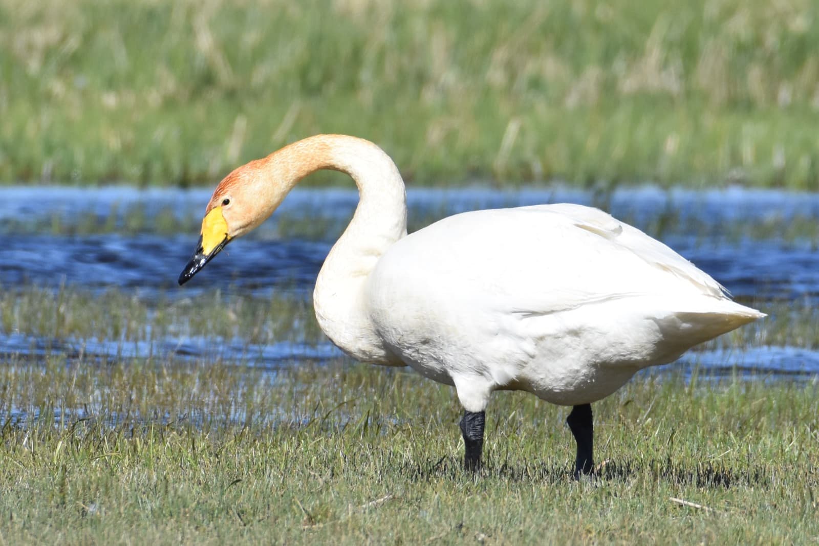 Ugii Lake birdwatching photo 8