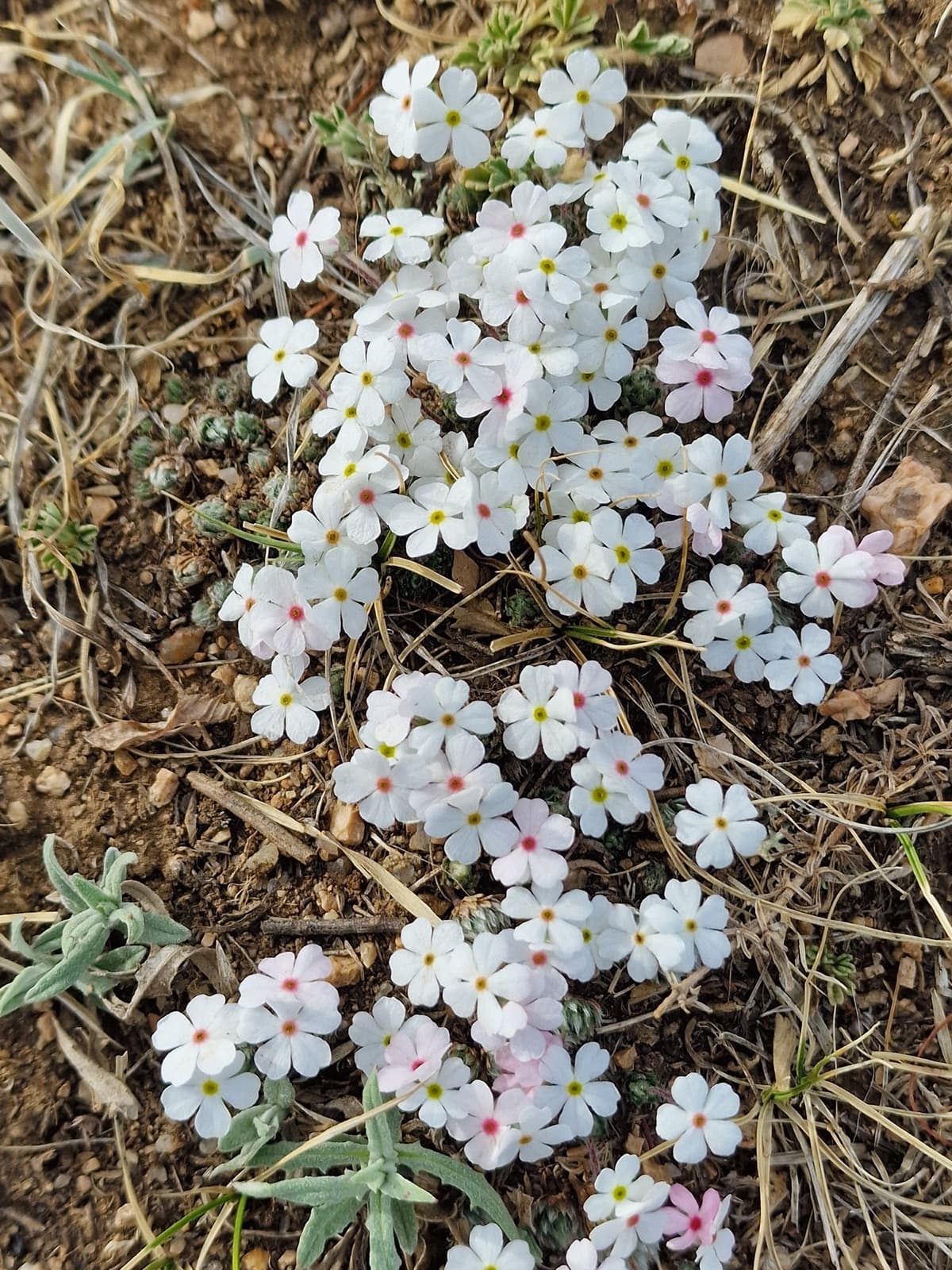 Altai to Nomrog botany photo 2