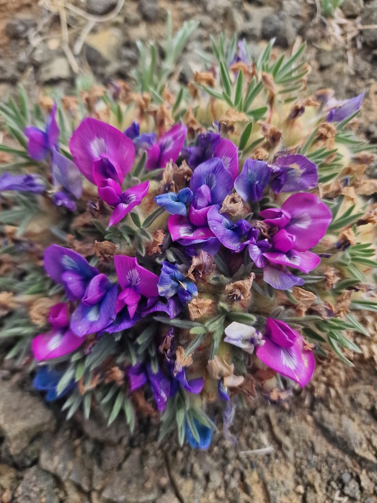 Altai to Nomrog botany photo 3