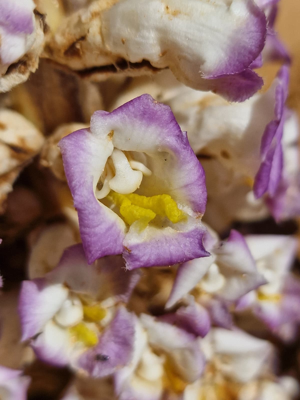Altai to Nomrog botany photo 4