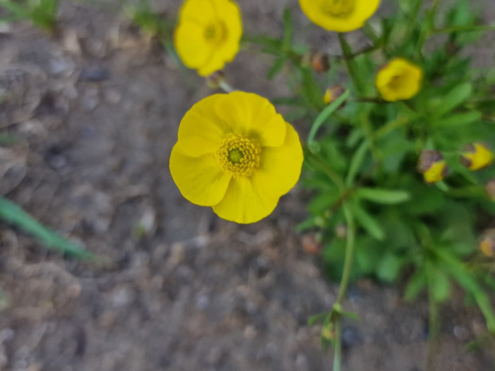 Altai to Nomrog botany photo 5