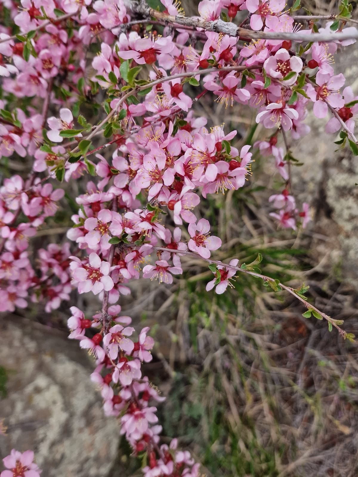 Altai to Nomrog botany photo 6