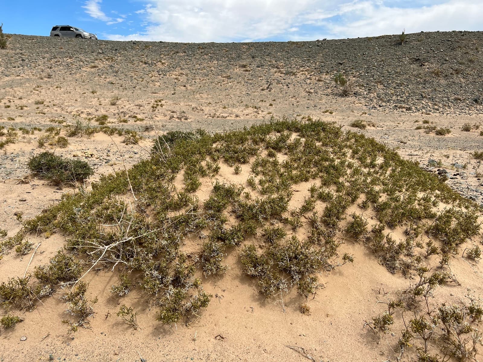 Altai to Nomrog botany photo 7