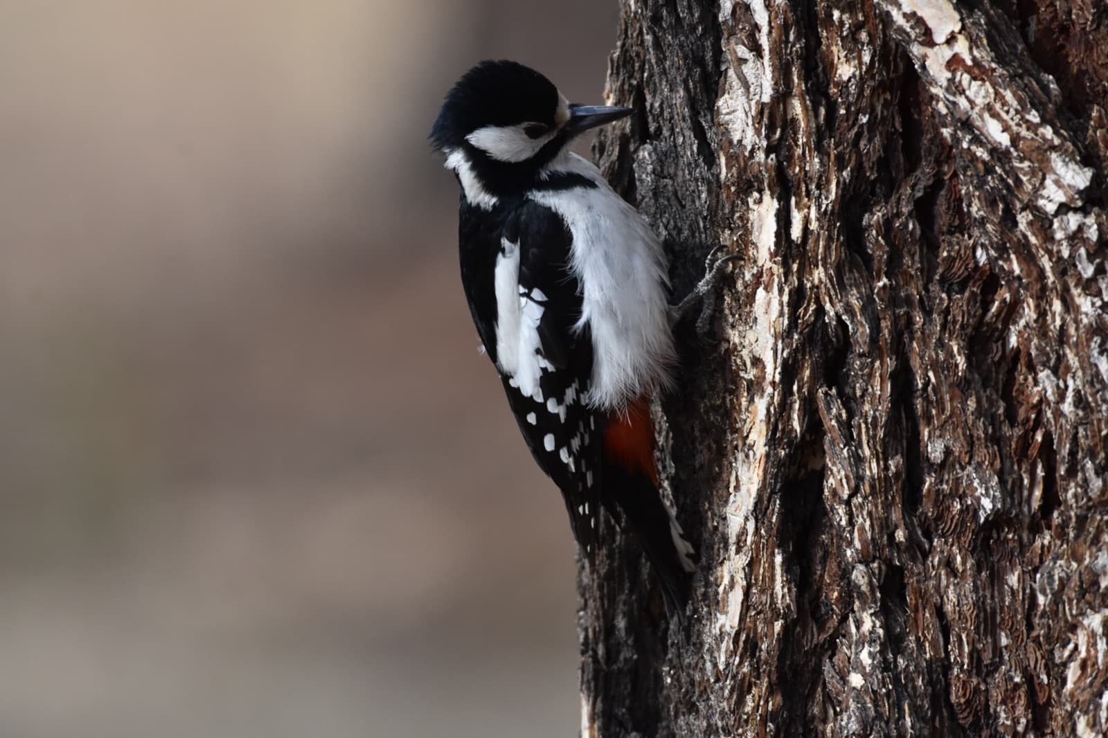 Northeastern birdwatching photo 4