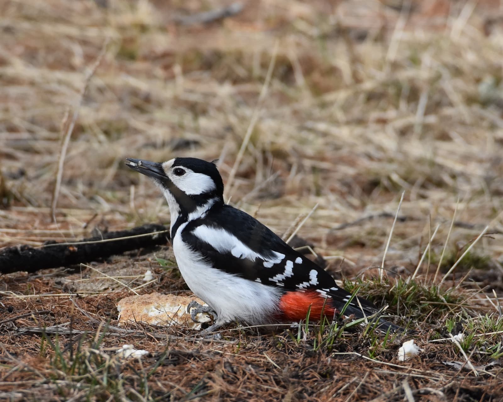Western to Central birding photo 4
