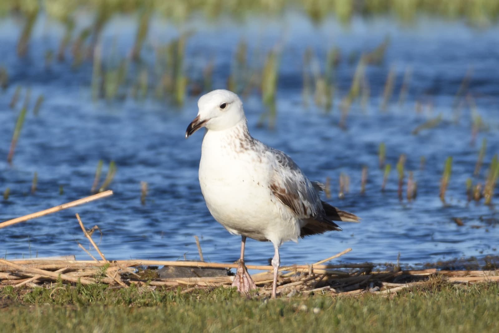 Western to Central birding photo 6