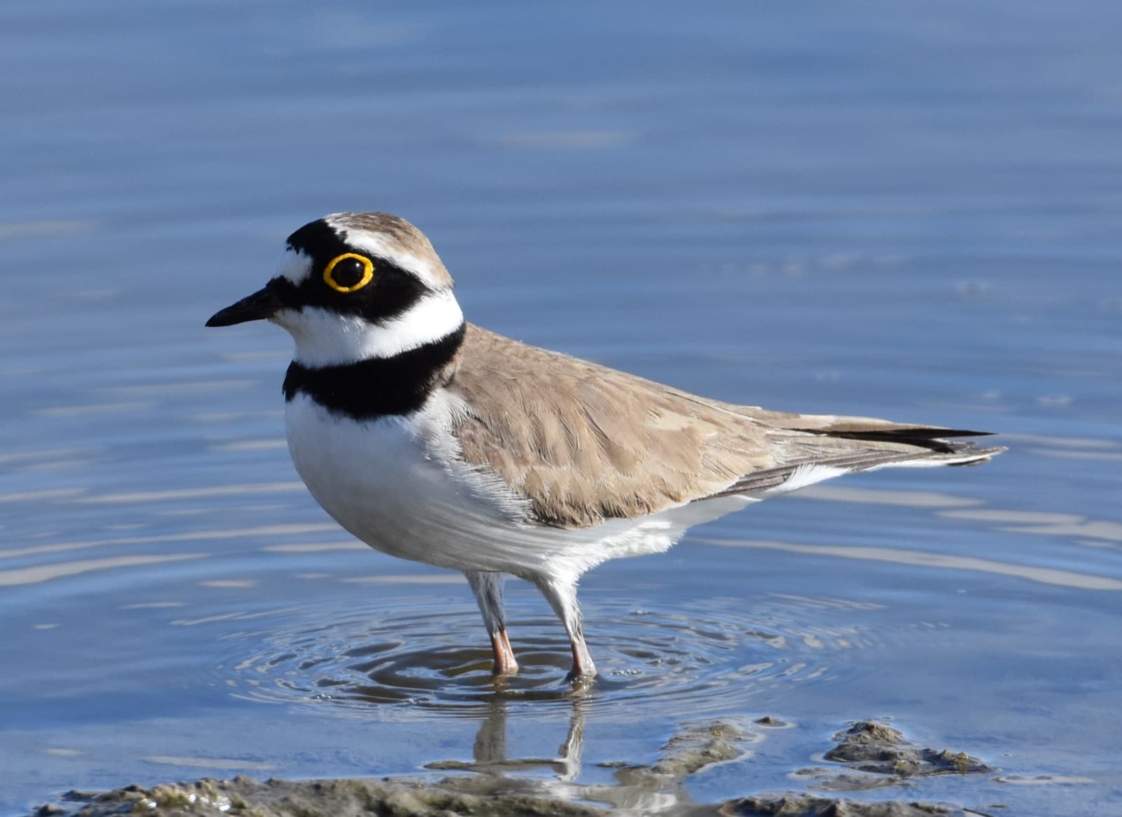 Western to Central birding photo 7