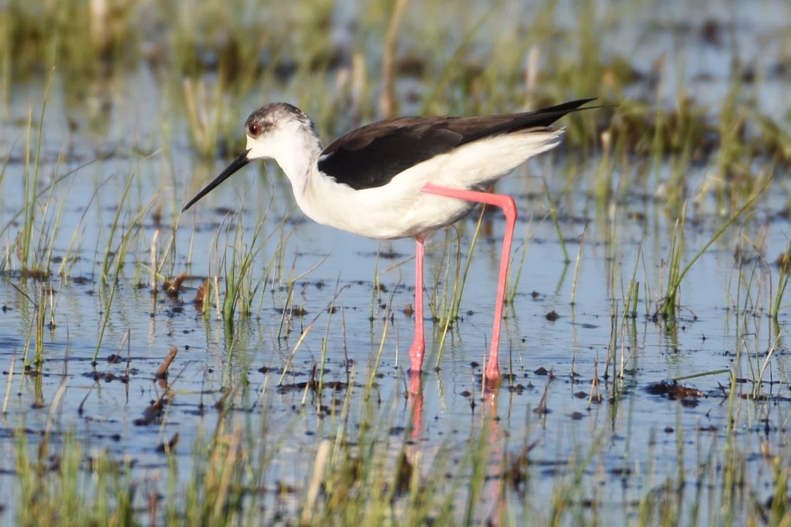 Western to Central birding photo 8
