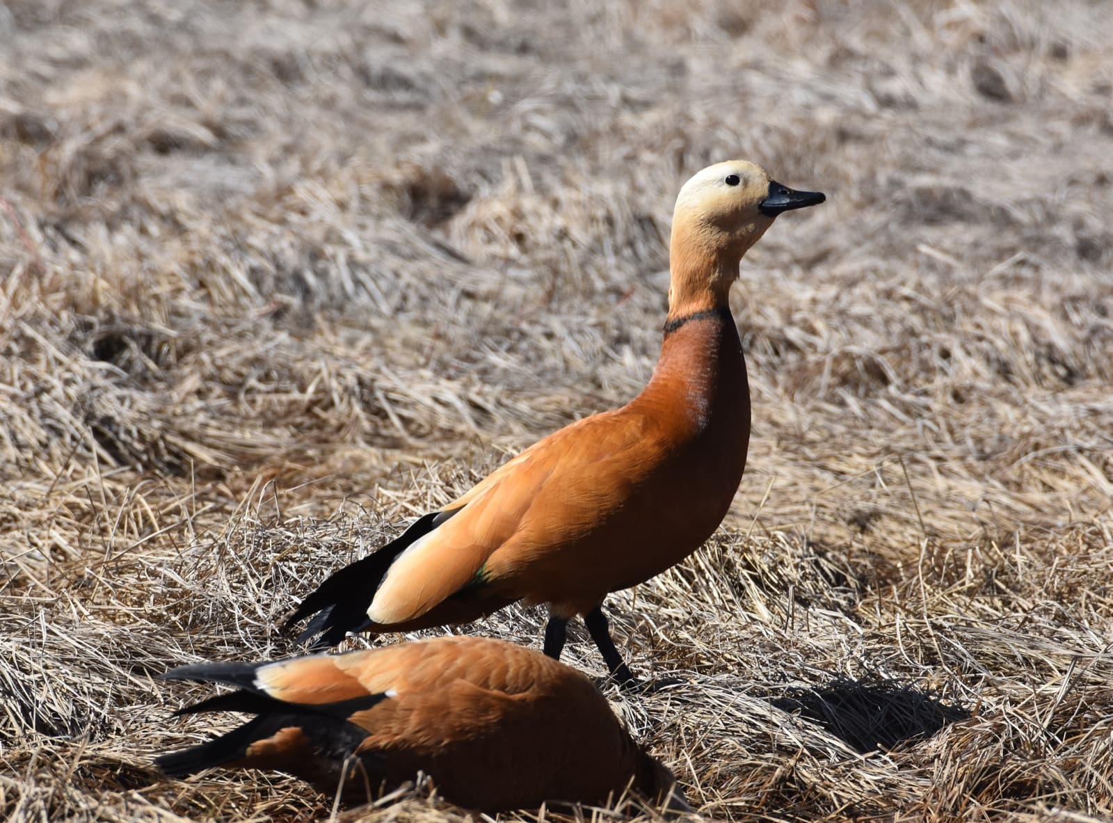 Eastern Mongolia grand birding photo 2