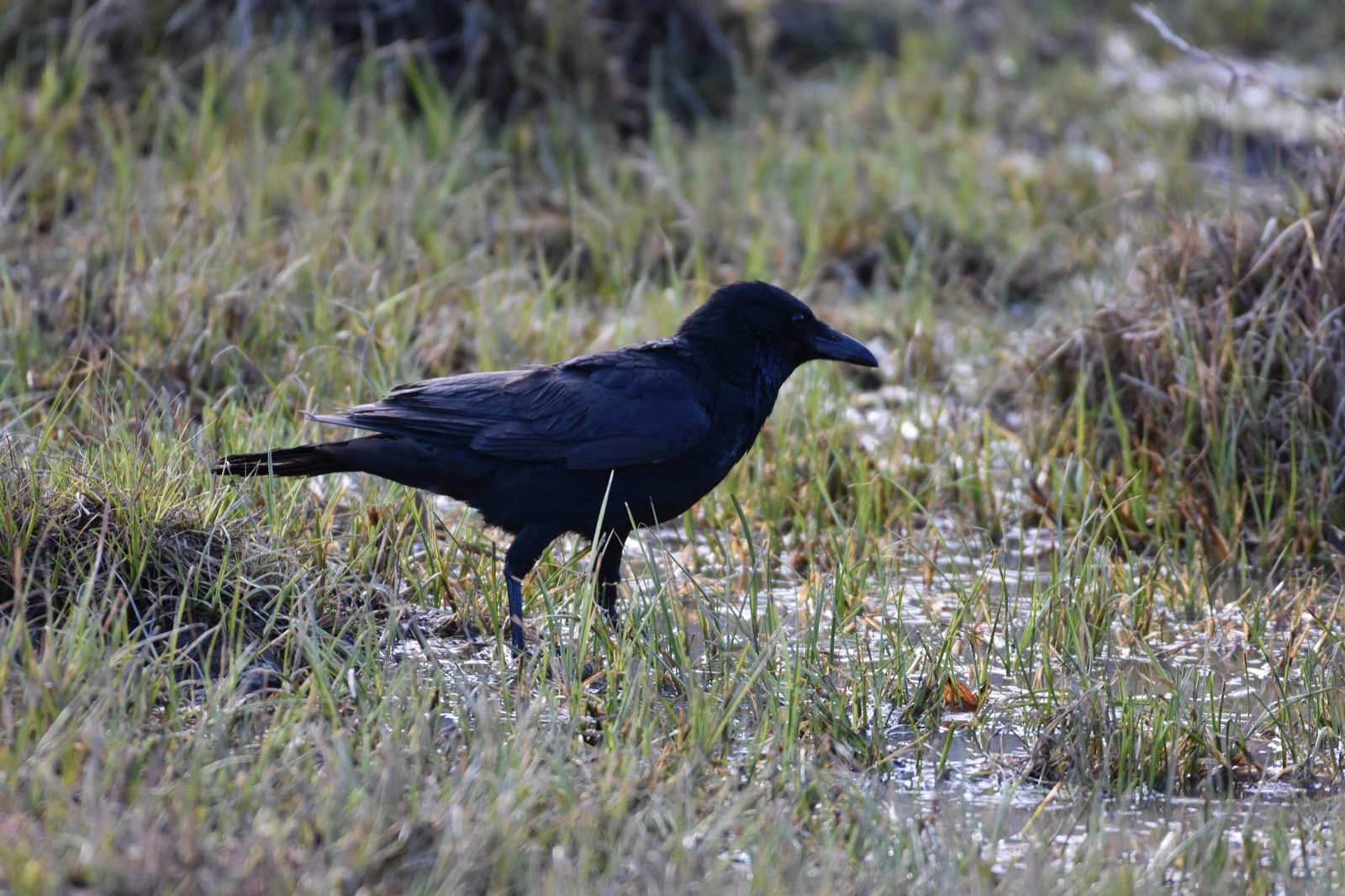 Eastern Mongolia grand birding photo 4
