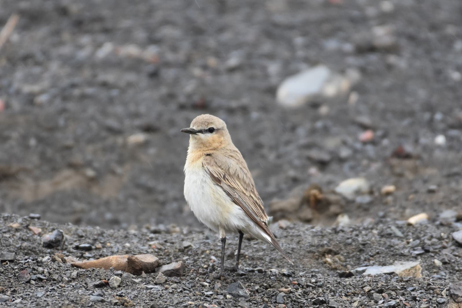 Eastern Mongolia grand birding photo 7